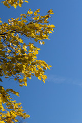 Gelbe Herbstblätter 
