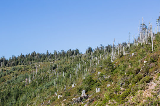 Sturmwurffl&auml;che, Orkan Lothar; Nationalpark Schwarzwald, Sommer