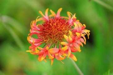 Flowers Gaillardia (Gaillardia x grandiflora)