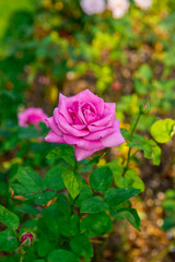 beautiful flowers of roses