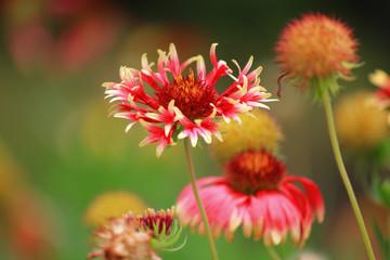 Flowers Gaillardia (Gaillardia x grandiflora)