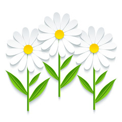 Three 3d chamomile isolated on white background