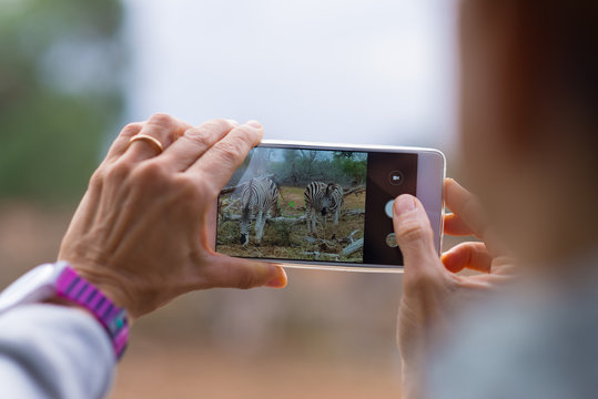Tourist taking photo with smartphone herd of Zebras in the bush. Wildlife Safari in the Kruger National Park, travel destination in South Africa. Selective focus on display of generic smartphone.