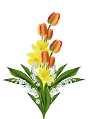 spring flowers tulips isolated on white background.