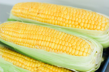 Sweet Corn Fresh Yellow corn, closeup, macro food