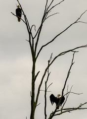  Two Eagles sitting on dead tree