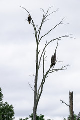 Eagles  in spring
