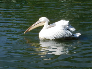 Fototapeta na wymiar White pelican basking
