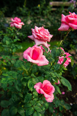 beautiful flowers of roses