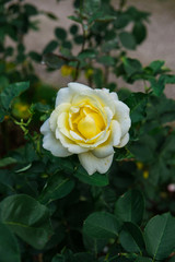 beautiful flowers of roses