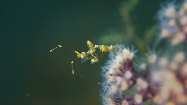 Skeleton Shrimp, Caprellidae. Close up