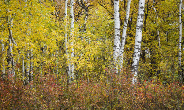 horizontal image filled with birch trees with autumn colors with red coloured plants in the forefront.