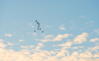 Birds flying in a blue sky at sunrise