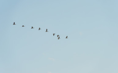 Birds flying in a blue sky at sunrise