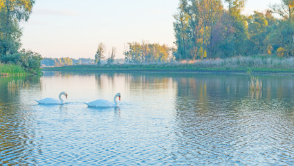 Two swans swimming in a lake at dawn in autumn