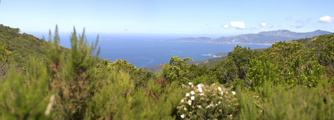 plantes mediterranéene