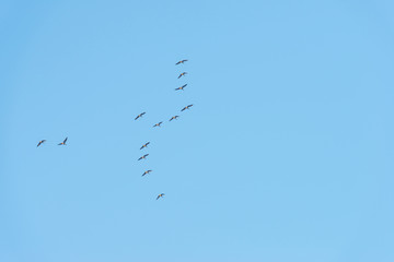 Birds flying in a blue sky at sunrise