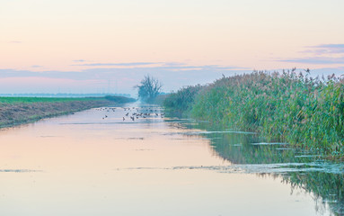 Shore of a canal in the countryside at dawn