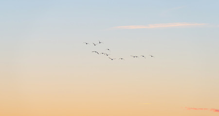 Birds flying in a blue sky at sunrise