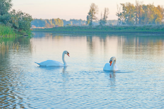 Two swans swimming in a lake at dawn in autumn