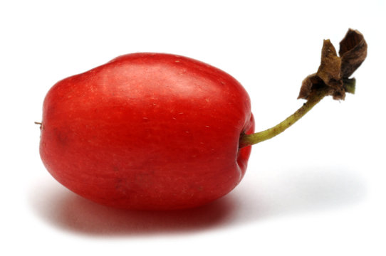 Cornus mas Ճապկի արական Corniolo Cornejo macho Cornelian cherry Dereń jadalny Kornelkirsche European cornel Кизил обыкновенный Corn 大果山茱萸 Thana Corniso H&uacute;sos som Gele kornoelje Cornouiller m&acirc;le 