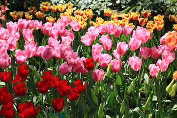 Fototapeta premium Beautiful view of red and pink tulips