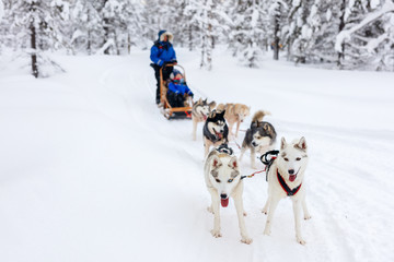 Husky safari