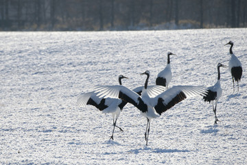 丹頂鶴　Japanese crane - 123852050