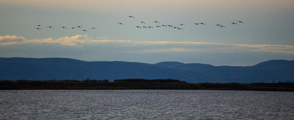 Wild goose