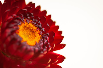 Strawflower