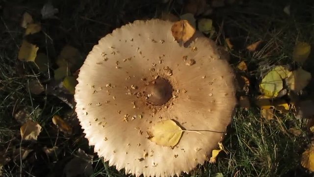 Mushroom umbrella motley large