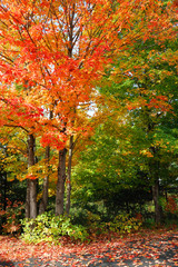 Naklejka premium autumn trees and fallen leaves on the ground