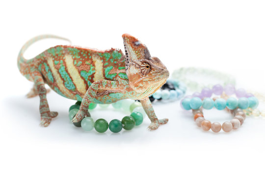 Silver Chameleon Bracelet, Gecko Bracelet, Chameleon Jewelry, Personalized  Bracelet, Monogram Bracelet, Gecko Charm, Chameleon Charm Gift - Etsy