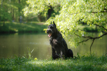 Dog Giant Schnauzer