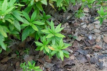 Spring Green Leaves