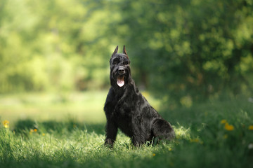 Dog Giant Schnauzer