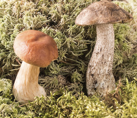 Growing in a forest mushroom.