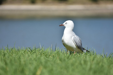 Red-billed gull on green grass with blurry blue water background.