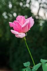 beautiful flowers of roses