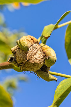 Ripe walnut on a branch against the blue sky