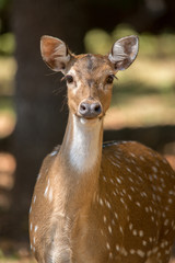 Obraz premium Axis Deer