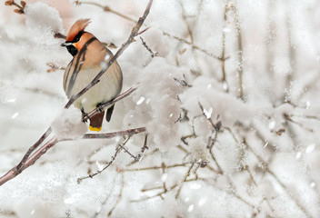 Crested waxwing on a branch in snow winter day