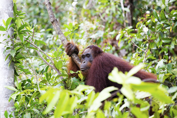 An orang-utan in its native habitat. Rainforest of Borneo.