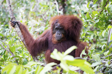 An orang-utan in its native habitat. Rainforest of Borneo.