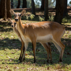 Lechwe female with young