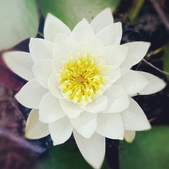 water lily