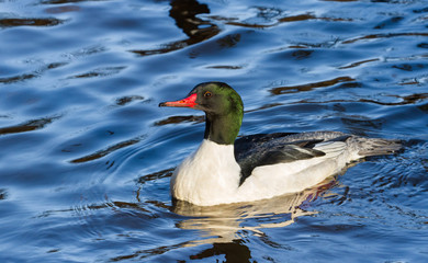 Common Merganser