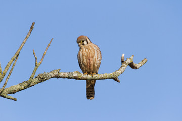 American Kestrel