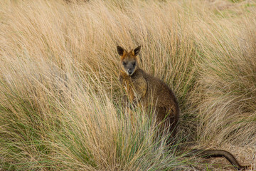 Wallaby hiding in the grasses on Phillip Island, South Australia