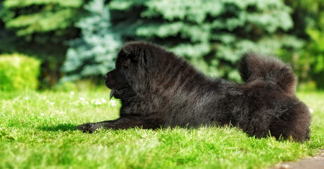 Beautiful fluffy black dog Chow lying in the summer on the natur